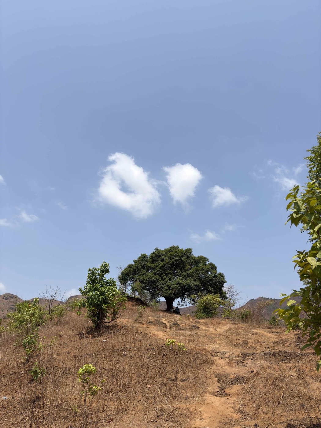 The old mango tree on the ridgeline