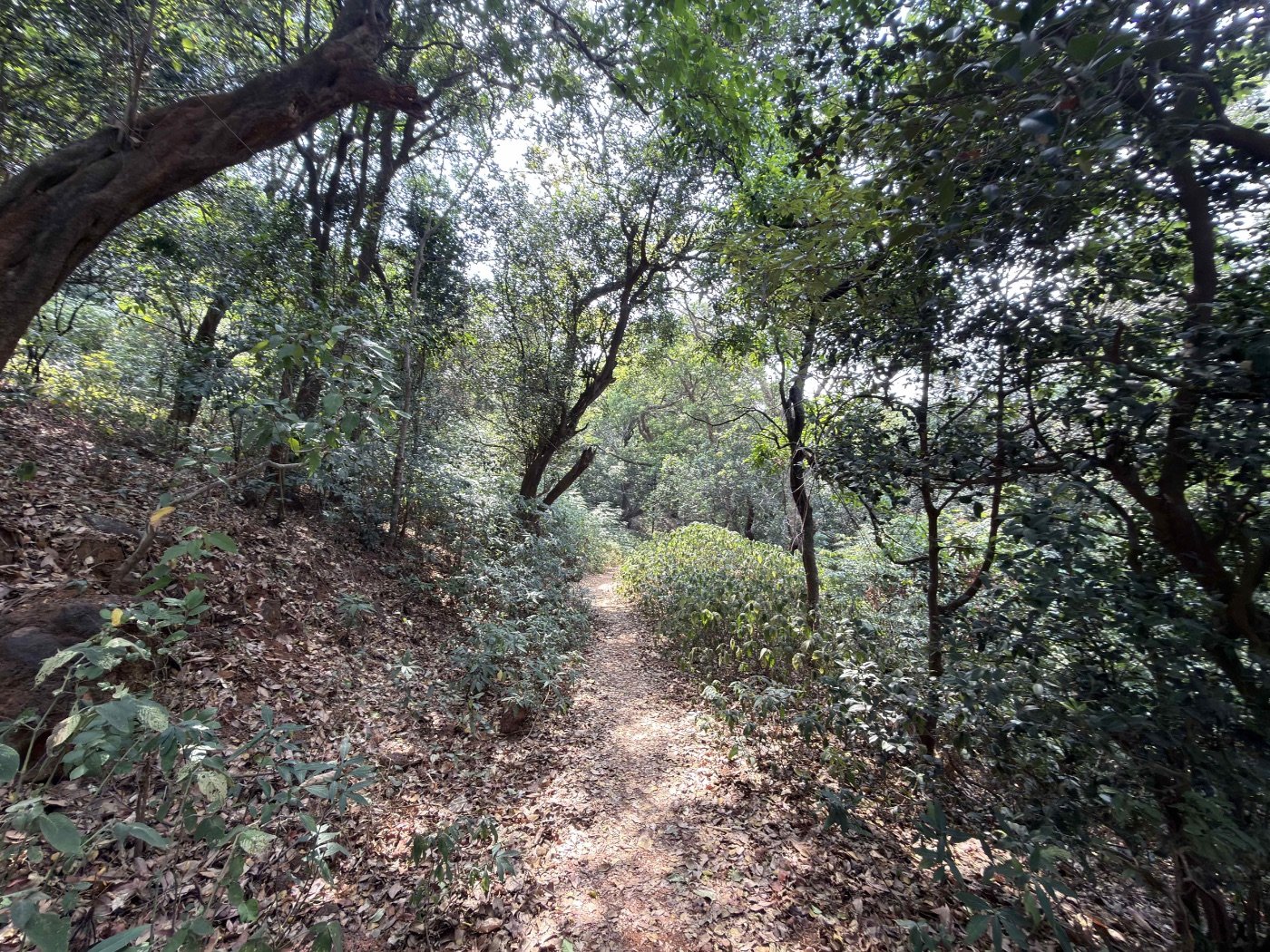 Shaded forest trail descending into Matheran
